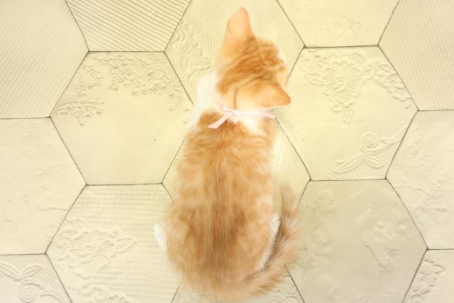 愛知県のスコティッシュフォールド (Coo&RIKU東海一宮店/2025年8月31日生まれ/男の子/レッドタビーホワイト)の子猫の4枚目の画像