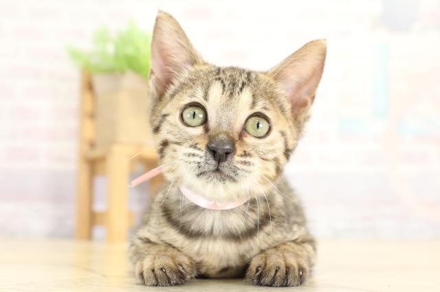 岐阜県のベンガル (Coo&RIKU岐南店/2025年7月27日生まれ/女の子/ブラウンスポットタビー)の子猫の1枚目の画像