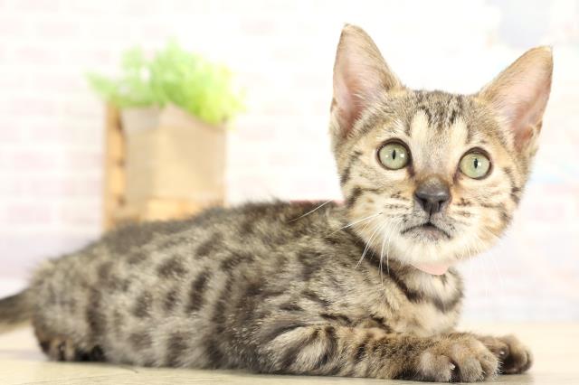 岐阜県のベンガル (Coo&RIKU岐南店/2025年7月27日生まれ/女の子/ブラウンスポットタビー)の子猫の2枚目の画像