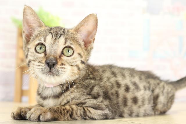 岐阜県のベンガル (Coo&RIKU岐南店/2025年7月27日生まれ/女の子/ブラウンスポットタビー)の子猫の3枚目の画像