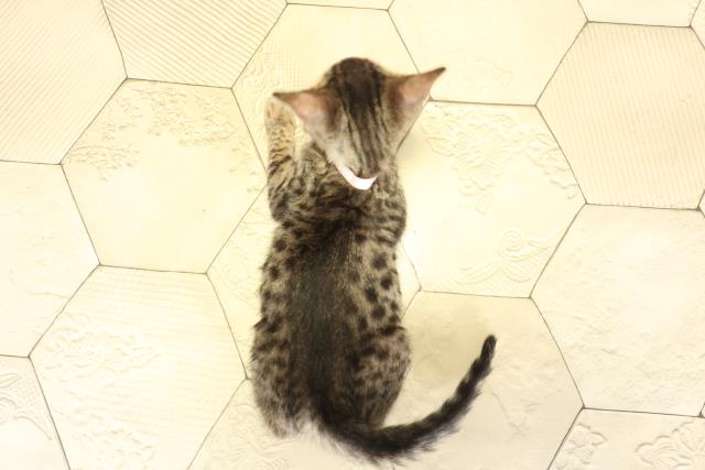 岐阜県のベンガル (Coo&RIKU岐南店/2025年7月27日生まれ/女の子/ブラウンスポットタビー)の子猫の4枚目の画像