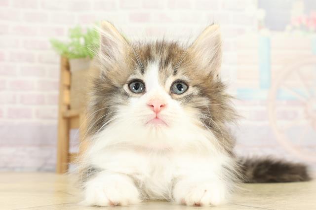 岐阜県のノルウェージャンフォレストキャット (Coo&RIKU各務原店/2025年8月31日生まれ/女の子/ブラウンタビーホワイト)の子猫の1枚目の画像