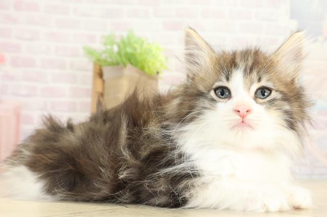 岐阜県のノルウェージャンフォレストキャット (Coo&RIKU各務原店/2025年8月31日生まれ/女の子/ブラウンタビーホワイト)の子猫の2枚目の画像