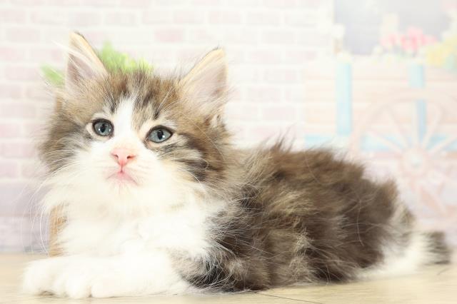 岐阜県のノルウェージャンフォレストキャット (Coo&RIKU各務原店/2025年8月31日生まれ/女の子/ブラウンタビーホワイト)の子猫の3枚目の画像