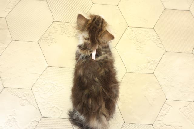 岐阜県のノルウェージャンフォレストキャット (Coo&RIKU各務原店/2025年8月31日生まれ/女の子/ブラウンタビーホワイト)の子猫の4枚目の画像