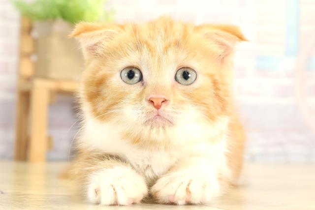 愛知県のスコティッシュフォールド (Coo&RIKU春日井店/2025年8月31日生まれ/女の子/レッドタビーホワイト)の子猫の1枚目の画像