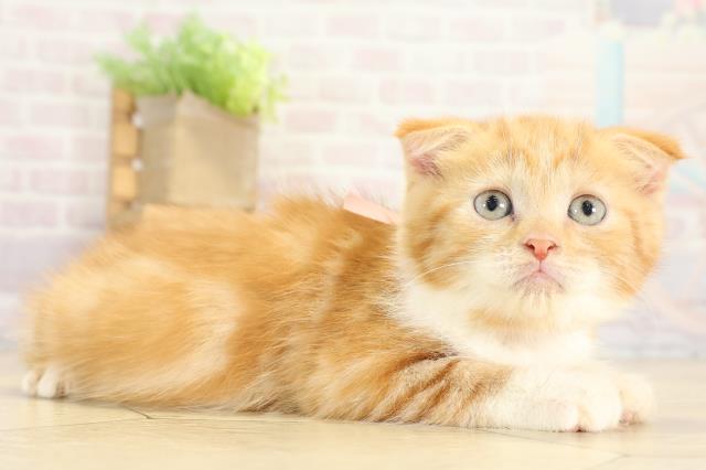 愛知県のスコティッシュフォールド (Coo&RIKU春日井店/2025年8月31日生まれ/女の子/レッドタビーホワイト)の子猫の2枚目の画像