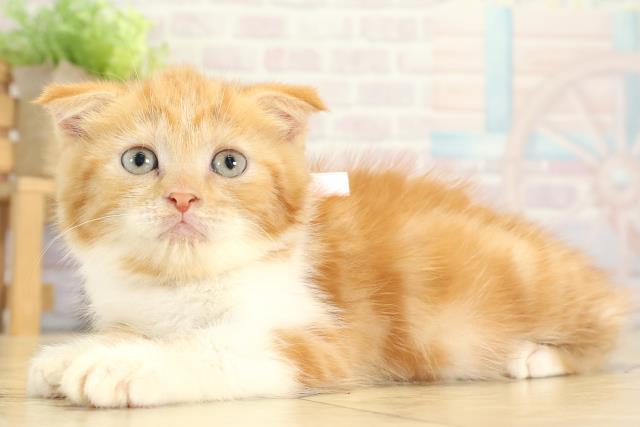 愛知県のスコティッシュフォールド (Coo&RIKU春日井店/2025年8月31日生まれ/女の子/レッドタビーホワイト)の子猫の3枚目の画像