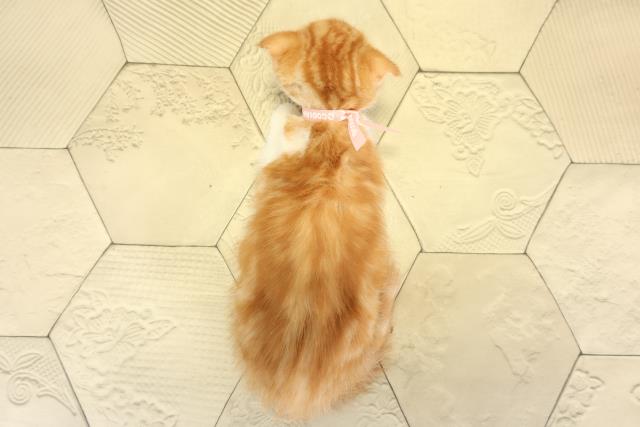 愛知県のスコティッシュフォールド (Coo&RIKU春日井店/2025年8月31日生まれ/女の子/レッドタビーホワイト)の子猫の4枚目の画像