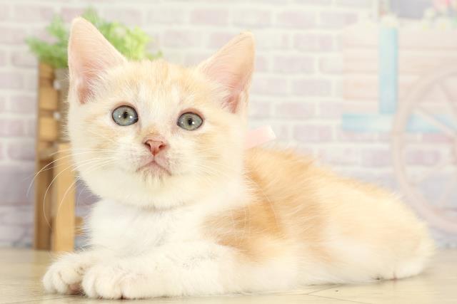 岐阜県のスコティッシュフォールド (Coo&RIKU岐阜店/2025年8月31日生まれ/女の子/クリームタビーホワイト)の子猫の3枚目の画像