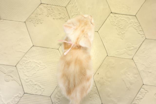 岐阜県のスコティッシュフォールド (Coo&RIKU岐阜店/2025年8月31日生まれ/女の子/クリームタビーホワイト)の子猫の4枚目の画像