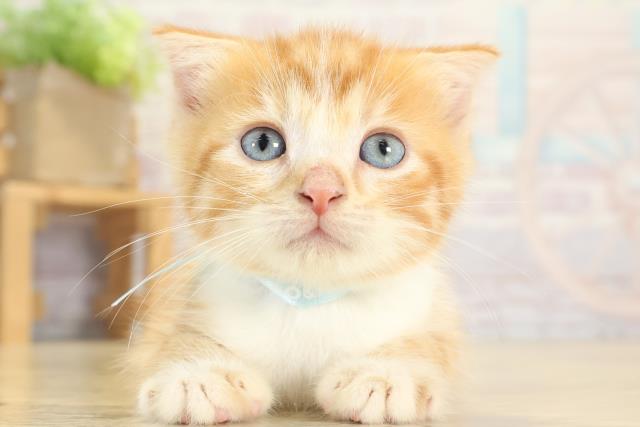 スコティッシュフォールド