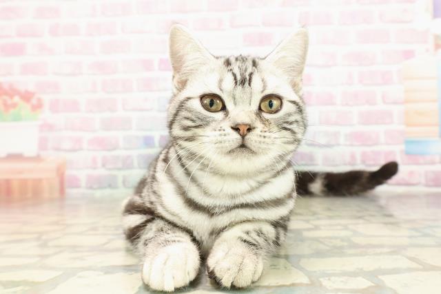 埼玉県のアメリカンショートヘアー (Coo&RIKUアニマルケアセンター大宮/2025年6月1日生まれ/男の子/シルバータビー)の子猫