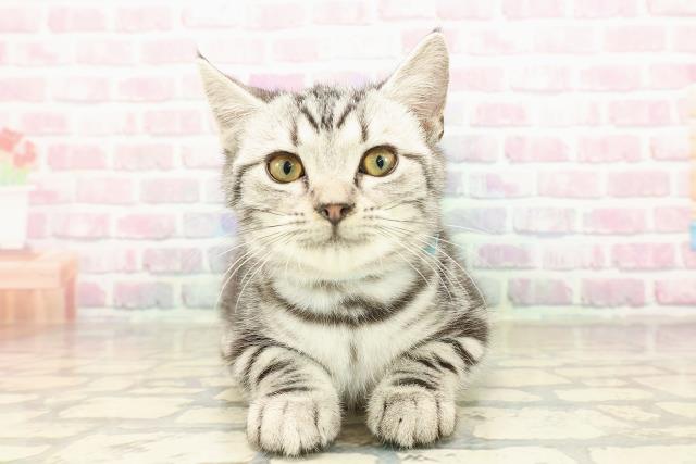 埼玉県のアメリカンショートヘアー (Coo&RIKUヤオコー幸手店/2025年7月13日生まれ/男の子/シルバータビー)の子猫