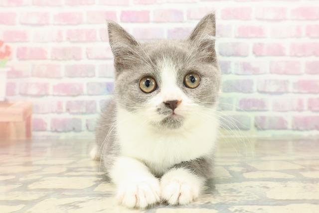 神奈川県のスコティッシュフォールド (Coo&RIKU小田原店/2025年8月23日生まれ/女の子/ブルーホワイト)の子猫の1枚目の画像