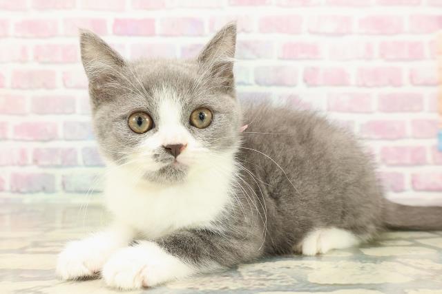 神奈川県のスコティッシュフォールド (Coo&RIKU小田原店/2025年8月23日生まれ/女の子/ブルーホワイト)の子猫の2枚目の画像