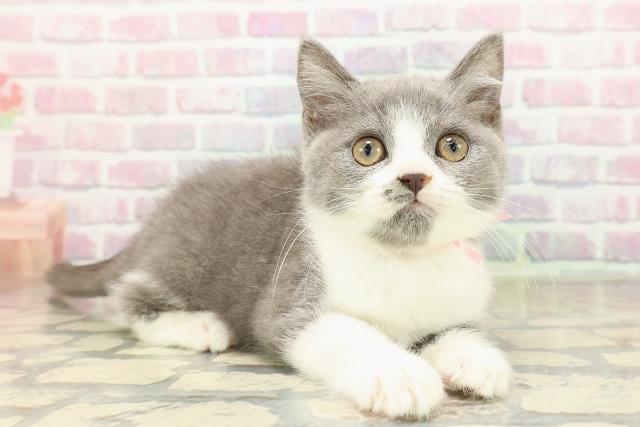 神奈川県のスコティッシュフォールド (Coo&RIKU小田原店/2025年8月23日生まれ/女の子/ブルーホワイト)の子猫の3枚目の画像