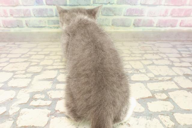 神奈川県のスコティッシュフォールド (Coo&RIKU小田原店/2025年8月23日生まれ/女の子/ブルーホワイト)の子猫の4枚目の画像