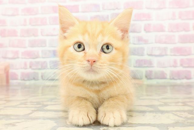 静岡県のマンチカン (Coo&RIKU浜松店/2025年9月2日生まれ/男の子/レッドタビー)の子猫の1枚目の画像