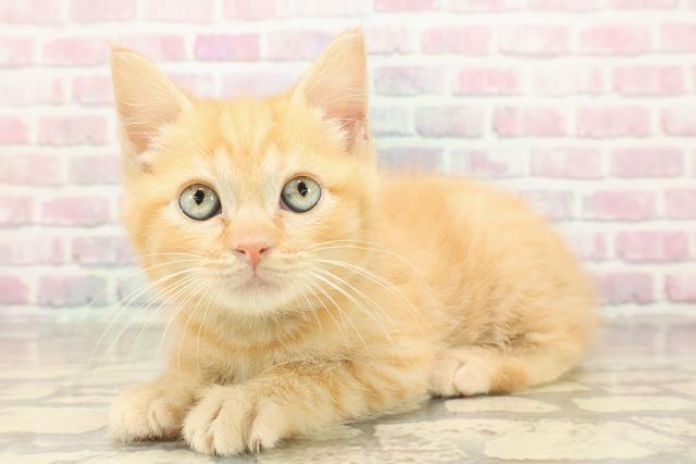 静岡県のマンチカン (Coo&RIKU浜松店/2025年9月2日生まれ/男の子/レッドタビー)の子猫の2枚目の画像