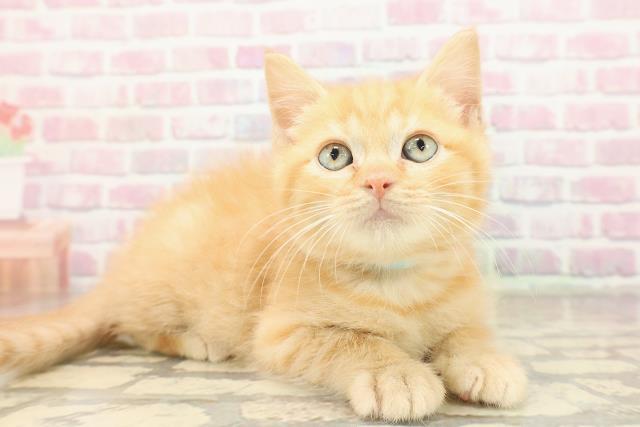 静岡県のマンチカン (Coo&RIKU浜松店/2025年9月2日生まれ/男の子/レッドタビー)の子猫の3枚目の画像