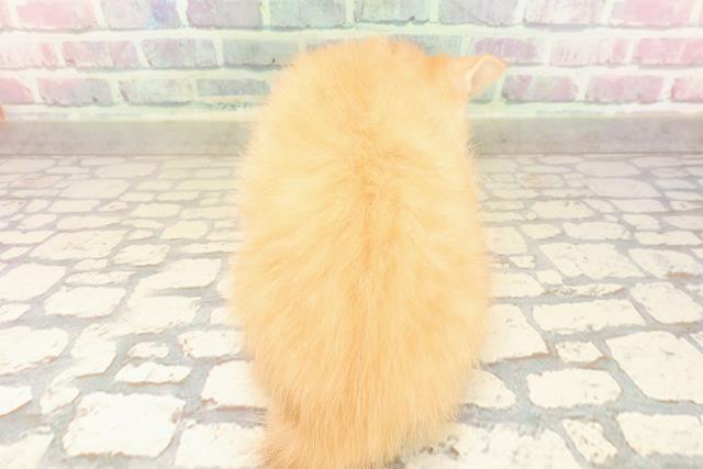 静岡県のマンチカン (Coo&RIKU浜松店/2025年9月2日生まれ/男の子/レッドタビー)の子猫の4枚目の画像