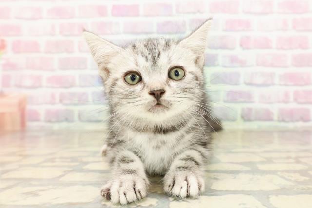 静岡県のアメリカンショートヘアー (Coo&RIKU掛川店/2025年9月2日生まれ/女の子/シルバータビー)の子猫の1枚目の画像