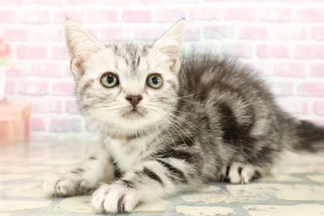 静岡県のアメリカンショートヘアー (Coo&RIKU掛川店/2025年9月2日生まれ/女の子/シルバータビー)の子猫の2枚目の画像