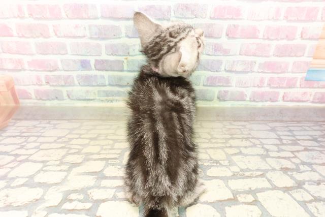 静岡県のアメリカンショートヘアー (Coo&RIKU掛川店/2025年9月2日生まれ/女の子/シルバータビー)の子猫の4枚目の画像