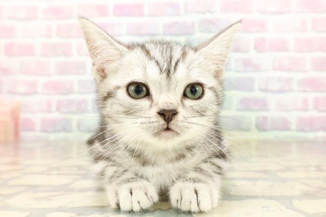埼玉県のアメリカンショートヘアー (Coo&RIKU大宮店/2025年9月2日生まれ/男の子/シルバータビー)の子猫
