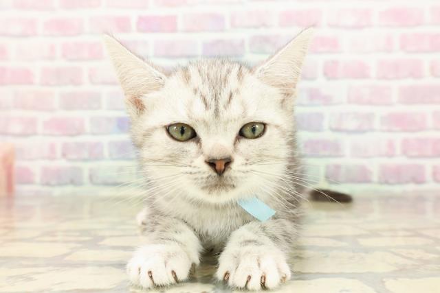 神奈川県のアメリカンショートヘアー (Coo&RIKUパウ川崎店/2025年9月2日生まれ/男の子/シルバータビー)の子猫