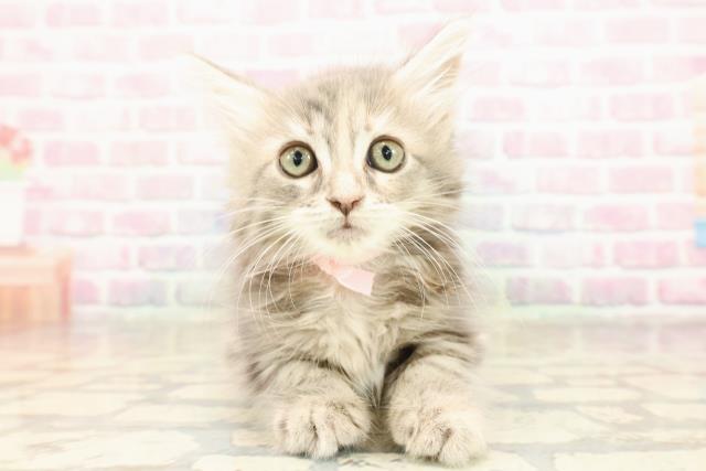 静岡県のメインクーン (Coo&RIKU沼津店/2025年8月25日生まれ/女の子/ブルーパッチドタビー)の子猫の1枚目の画像