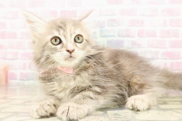 静岡県のメインクーン (Coo&RIKU沼津店/2025年8月25日生まれ/女の子/ブルーパッチドタビー)の子猫の2枚目の画像