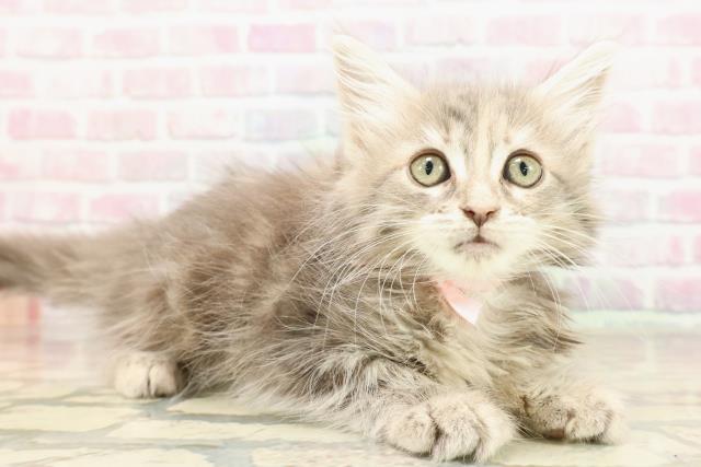 静岡県のメインクーン (Coo&RIKU沼津店/2025年8月25日生まれ/女の子/ブルーパッチドタビー)の子猫の3枚目の画像