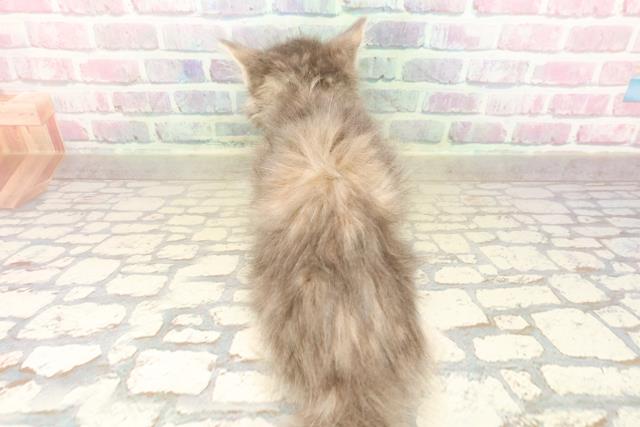 静岡県のメインクーン (Coo&RIKU沼津店/2025年8月25日生まれ/女の子/ブルーパッチドタビー)の子猫の4枚目の画像