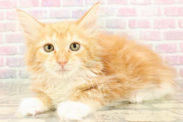 静岡県のメインクーン (Coo&RIKU富士店/2025年8月15日生まれ/女の子/レッドタビーホワイト)の子猫の2枚目の画像