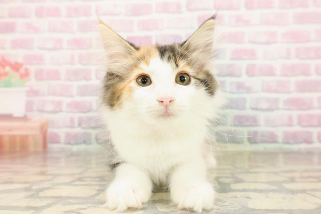 静岡県のノルウェージャンフォレストキャット (Coo&RIKU浜松店/2025年8月21日生まれ/女の子/キャリコ)の子猫の1枚目の画像