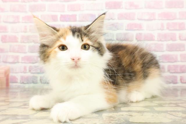 静岡県のノルウェージャンフォレストキャット (Coo&RIKU浜松店/2025年8月21日生まれ/女の子/キャリコ)の子猫の2枚目の画像