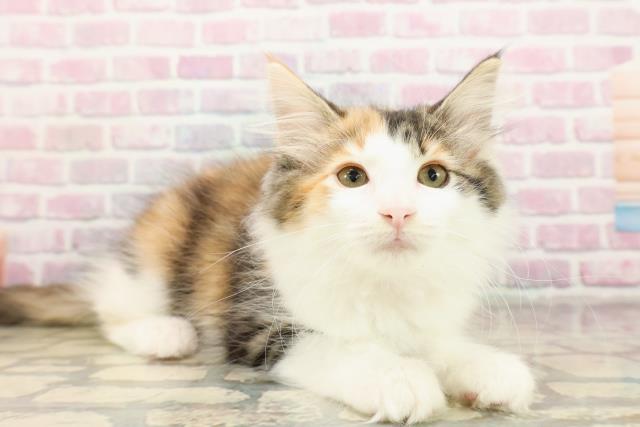 静岡県のノルウェージャンフォレストキャット (Coo&RIKU浜松店/2025年8月21日生まれ/女の子/キャリコ)の子猫の3枚目の画像