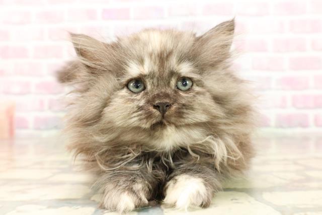 静岡県のラガマフィン (Coo&RIKU静岡SBS通り店/2025年8月25日生まれ/女の子/トーティー)の子猫の1枚目の画像