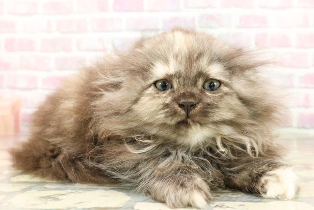 静岡県のラガマフィン (Coo&RIKU静岡SBS通り店/2025年8月25日生まれ/女の子/トーティー)の子猫の3枚目の画像