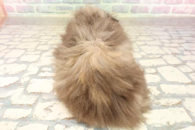 静岡県のラガマフィン (Coo&RIKU静岡SBS通り店/2025年8月25日生まれ/女の子/トーティー)の子猫の4枚目の画像