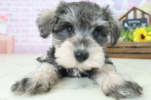 鹿児島県のミニチュアシュナウザー (Coo&RIKU鹿児島店/2025年9月3日生まれ/女の子/ソルトペッパー)の子犬の1枚目の画像