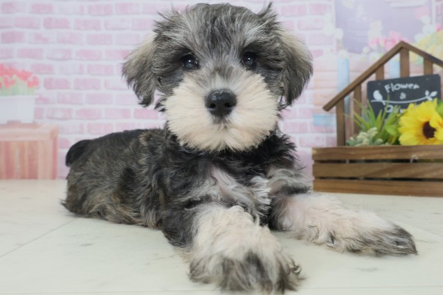 鹿児島県のミニチュアシュナウザー (Coo&RIKU鹿児島店/2025年9月3日生まれ/女の子/ソルトペッパー)の子犬の2枚目の画像