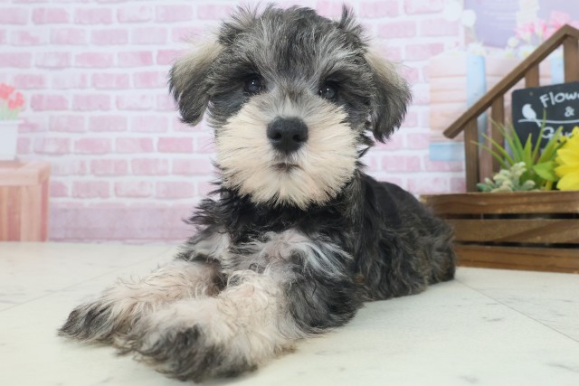 鹿児島県のミニチュアシュナウザー (Coo&RIKU鹿児島店/2025年9月3日生まれ/女の子/ソルトペッパー)の子犬の3枚目の画像