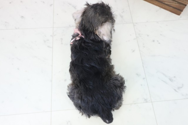 鹿児島県のミニチュアシュナウザー (Coo&RIKU鹿児島店/2025年9月3日生まれ/女の子/ソルトペッパー)の子犬の4枚目の画像