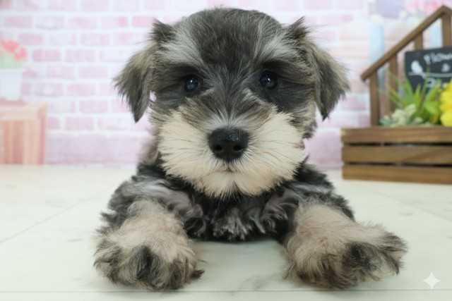 福岡県のミニチュアシュナウザー (Coo&RIKUフォレストシティ春日店/2025年9月3日生まれ/女の子/ソルトペッパー)の子犬の1枚目の画像