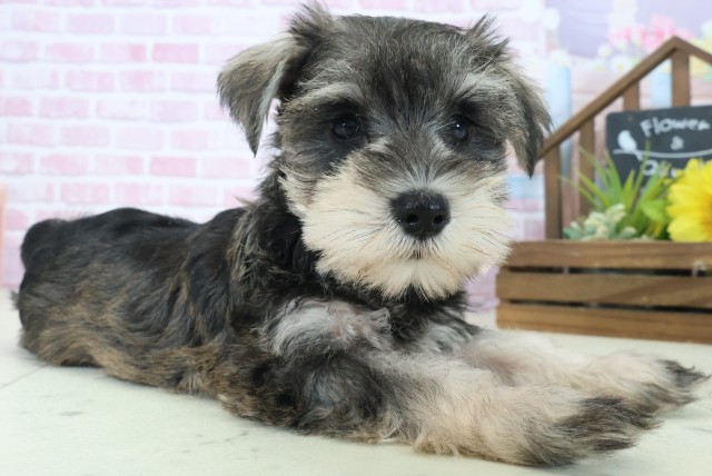 福岡県のミニチュアシュナウザー (Coo&RIKUフォレストシティ春日店/2025年9月3日生まれ/女の子/ソルトペッパー)の子犬の2枚目の画像