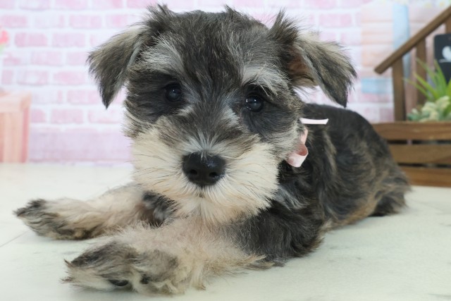福岡県のミニチュアシュナウザー (Coo&RIKUフォレストシティ春日店/2025年9月3日生まれ/女の子/ソルトペッパー)の子犬の3枚目の画像