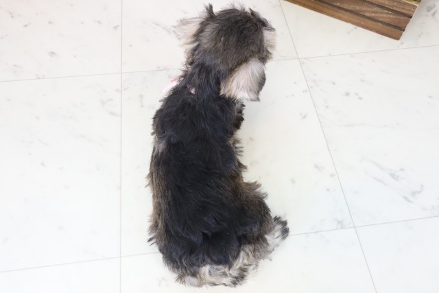 福岡県のミニチュアシュナウザー (Coo&RIKUフォレストシティ春日店/2025年9月3日生まれ/女の子/ソルトペッパー)の子犬の4枚目の画像